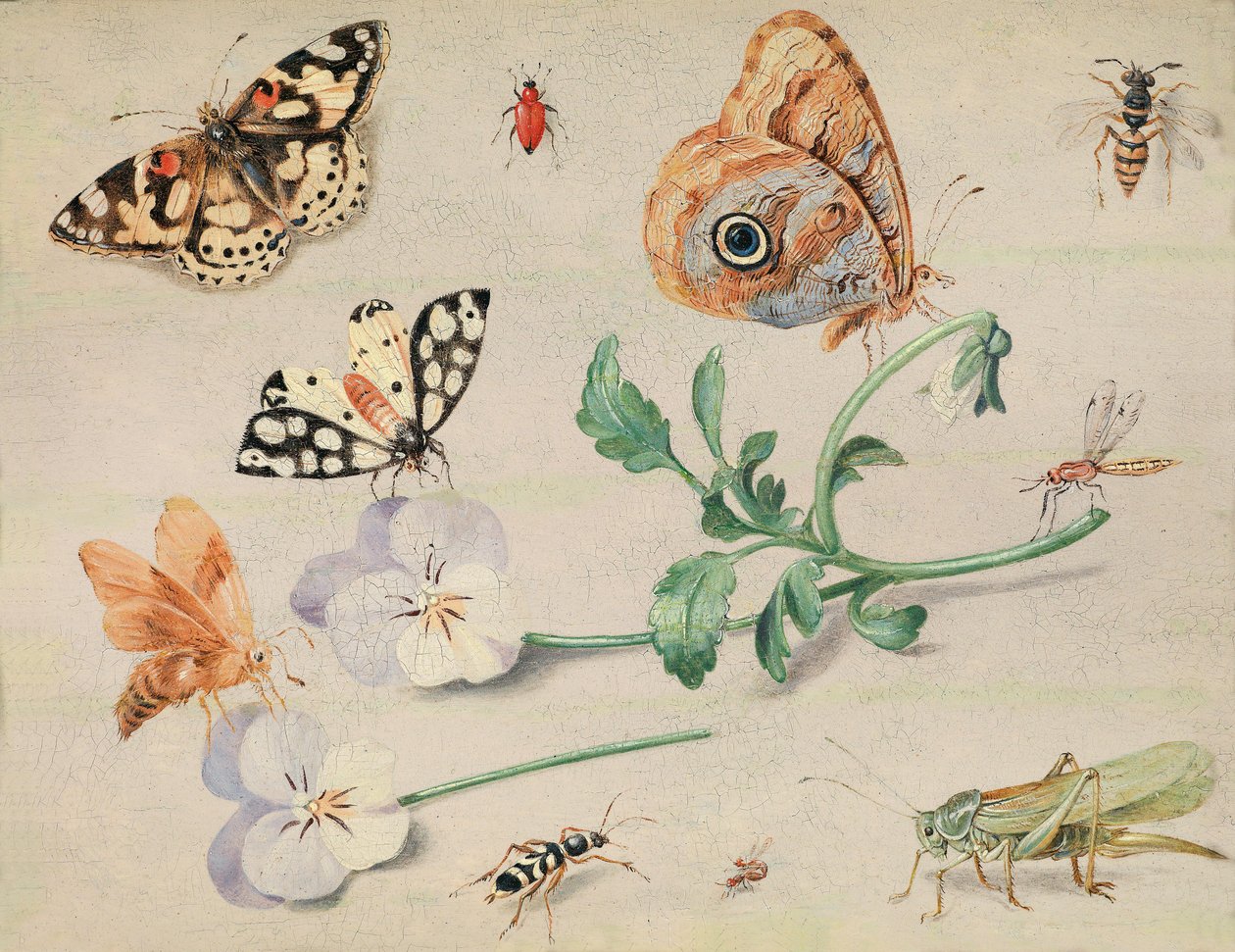 Estudio de insectos y flores de Jan van Kessel the Elder