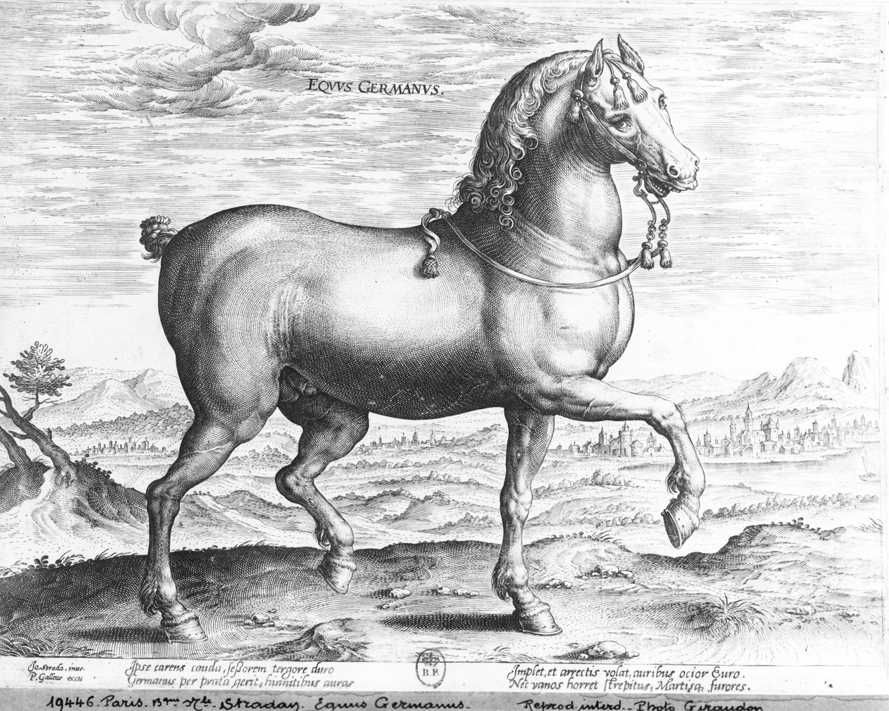 Equus Germanus de Jan van der Straet