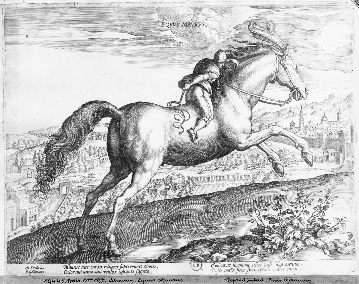 Equus Maurus de Jan van der Straet