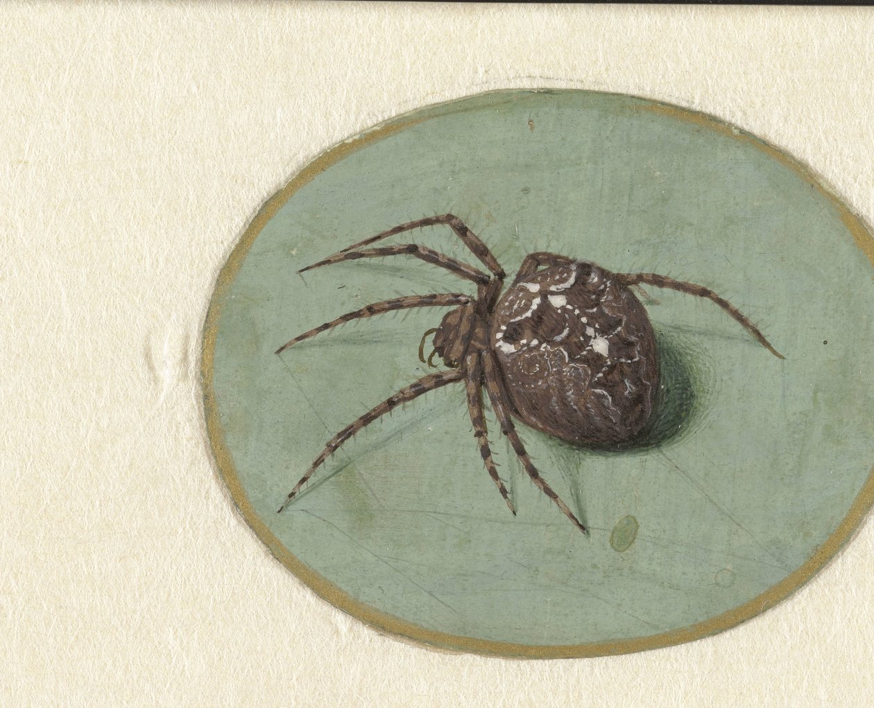 Araña de Jan Augustin van der Goes