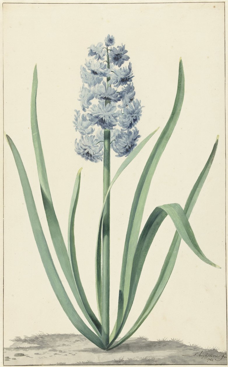 El jacinto azul Franciscus Primus de Jan Augustini