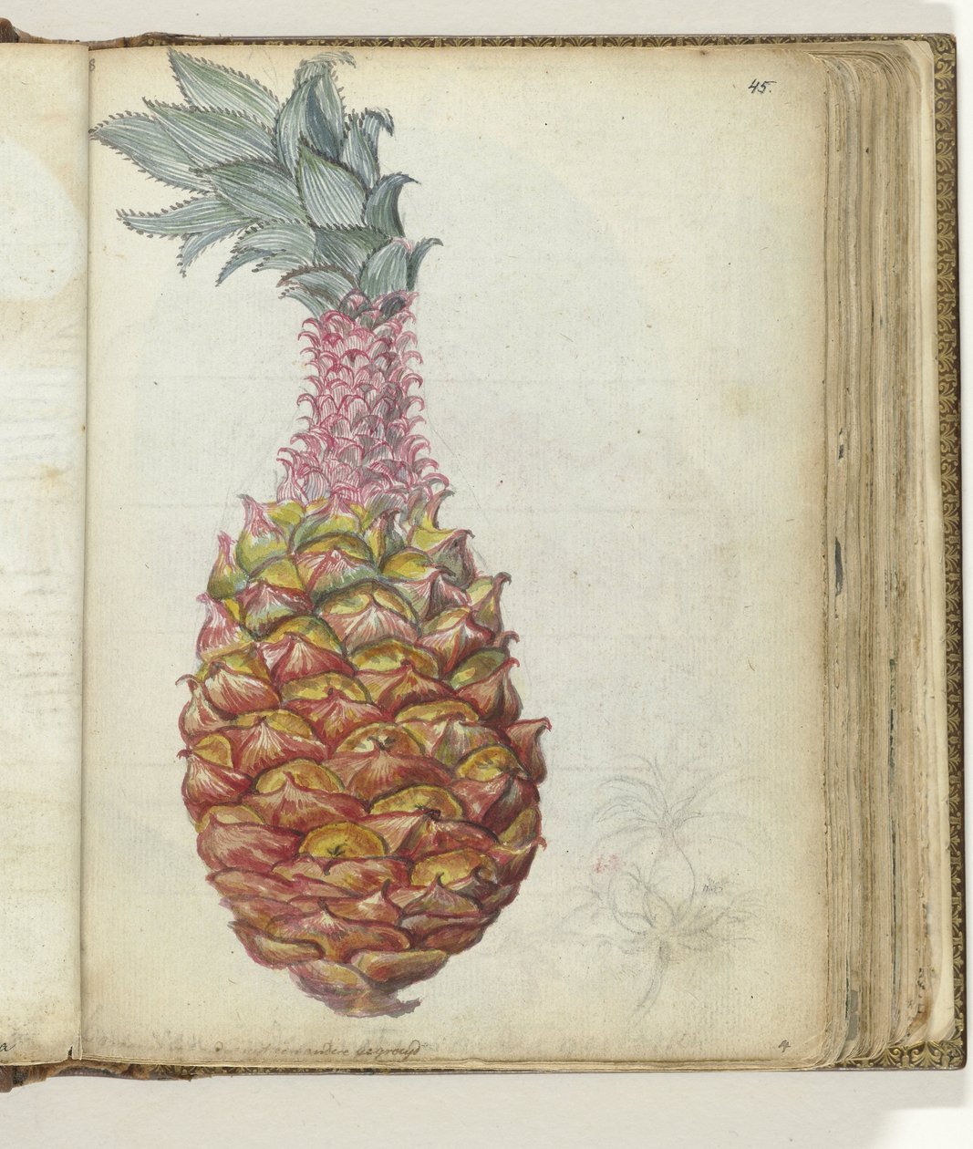 Piña de Jan Brandes