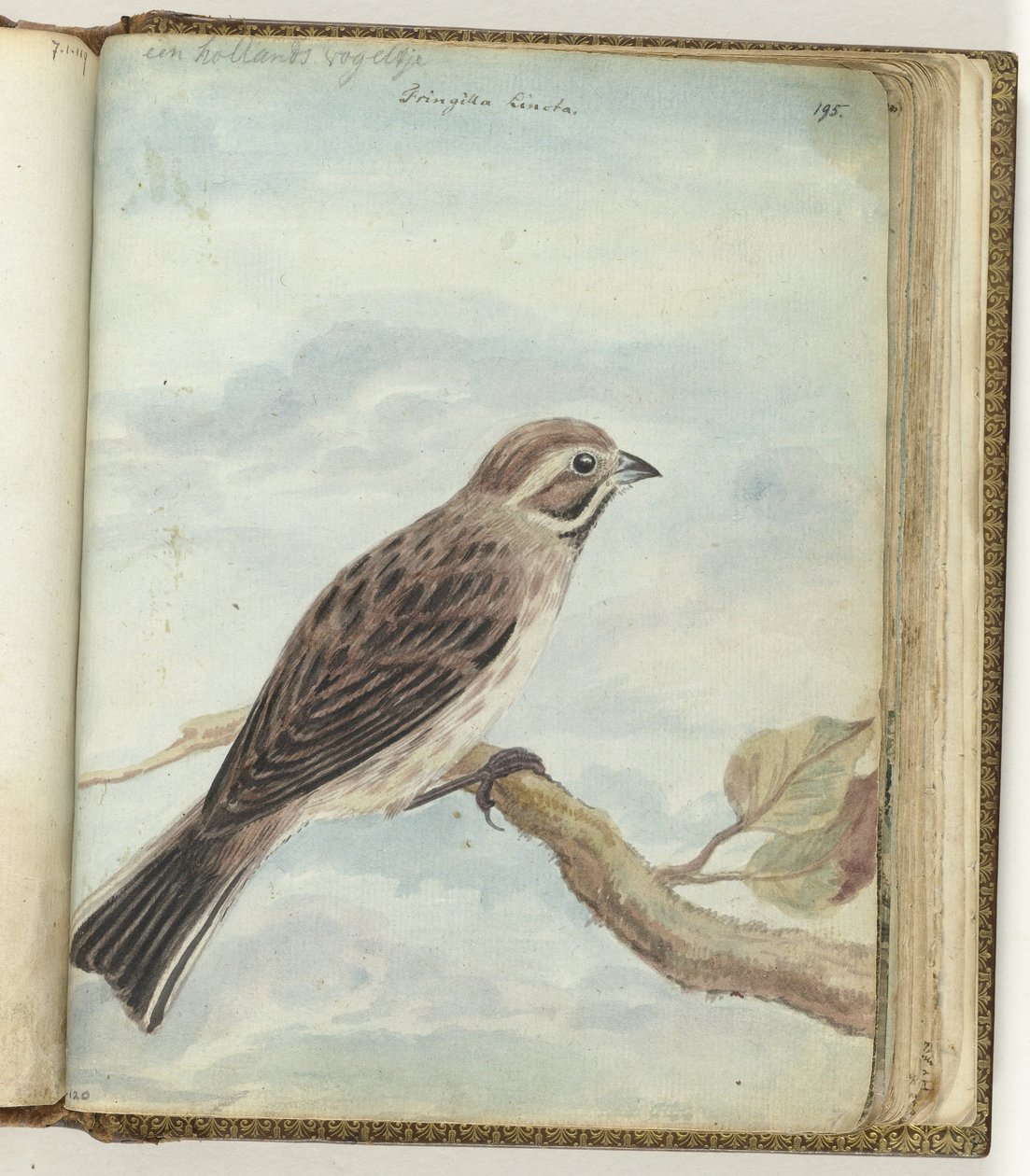 pájaro holandés de Jan Brandes