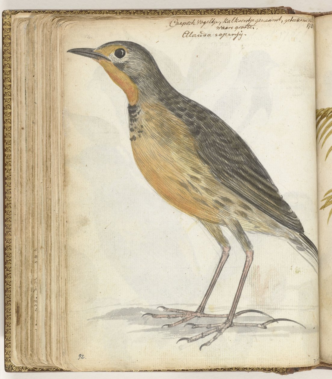 pájaro del cabo de Jan Brandes