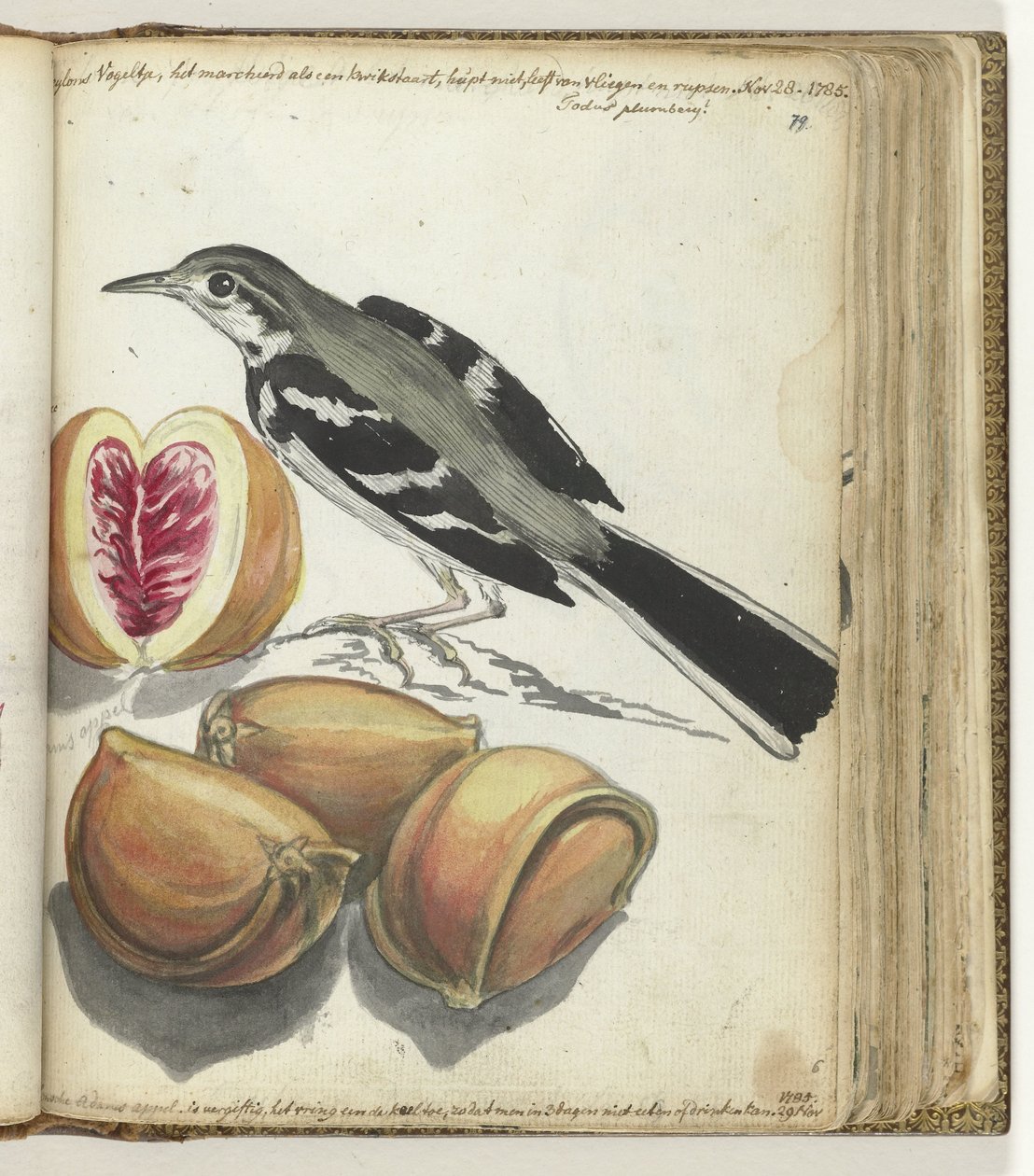 Lavandera con Fruta de Jan Brandes