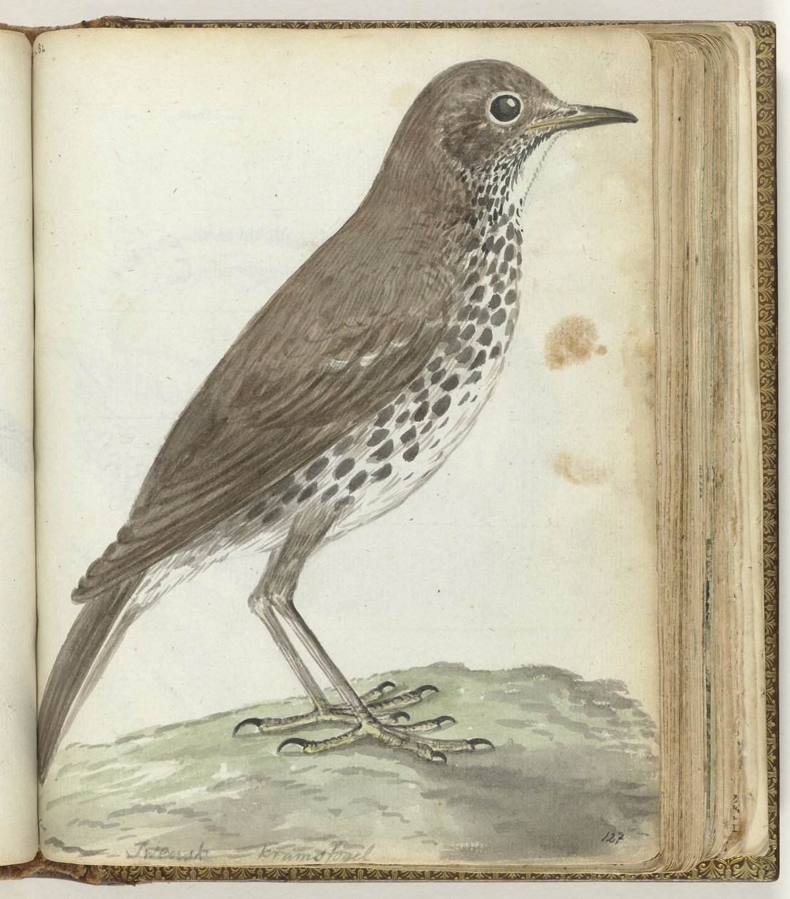 pájaro sueco de Jan Brandes