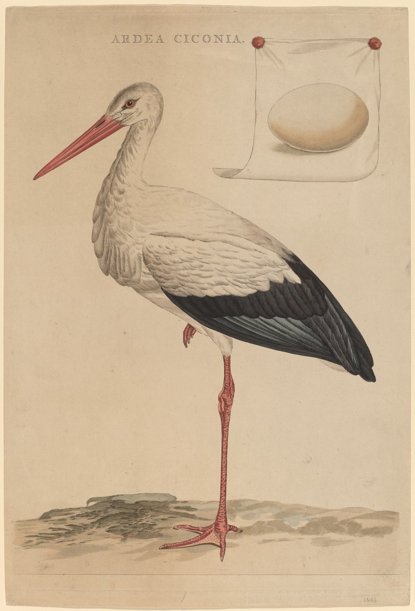La cigüeña blanca de Jan Christiaan Sepp