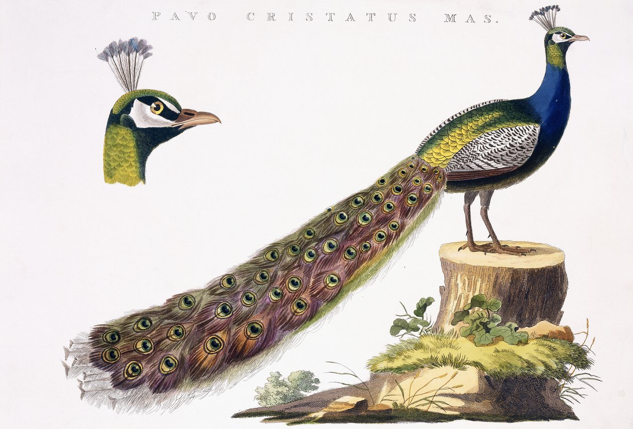 Pavo Real, c.1809-1829 de Jan Christiaen Sepp