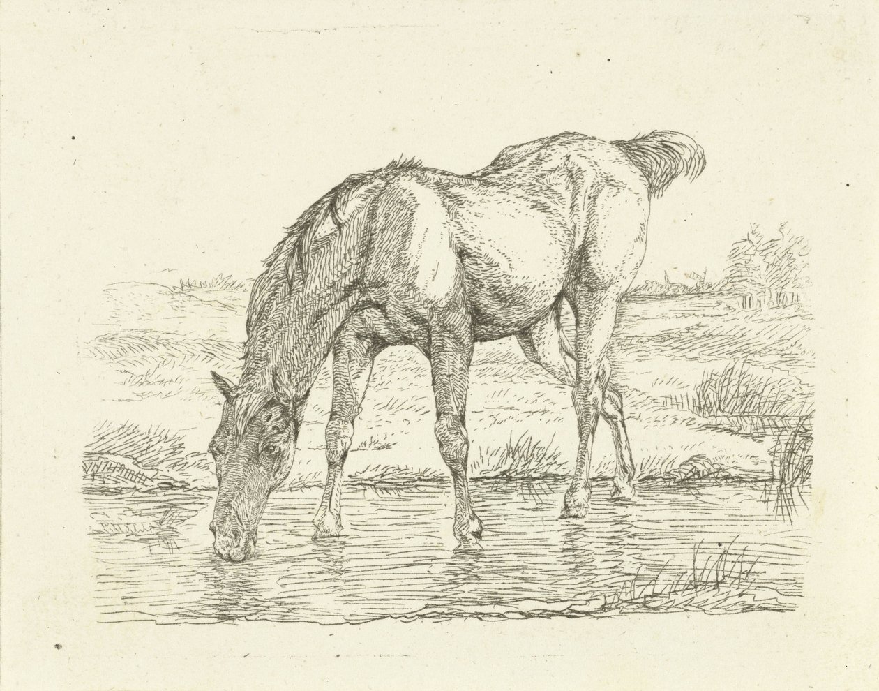 caballo bebiendo de Jan Dasveldt