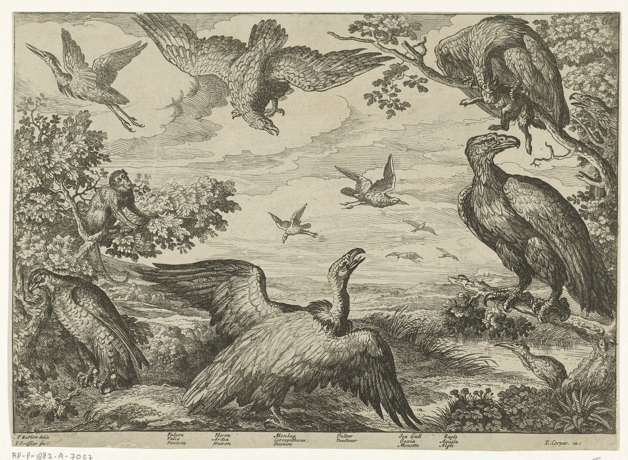 Diferentes pájaros y un mono. de Jan Griffier (I)