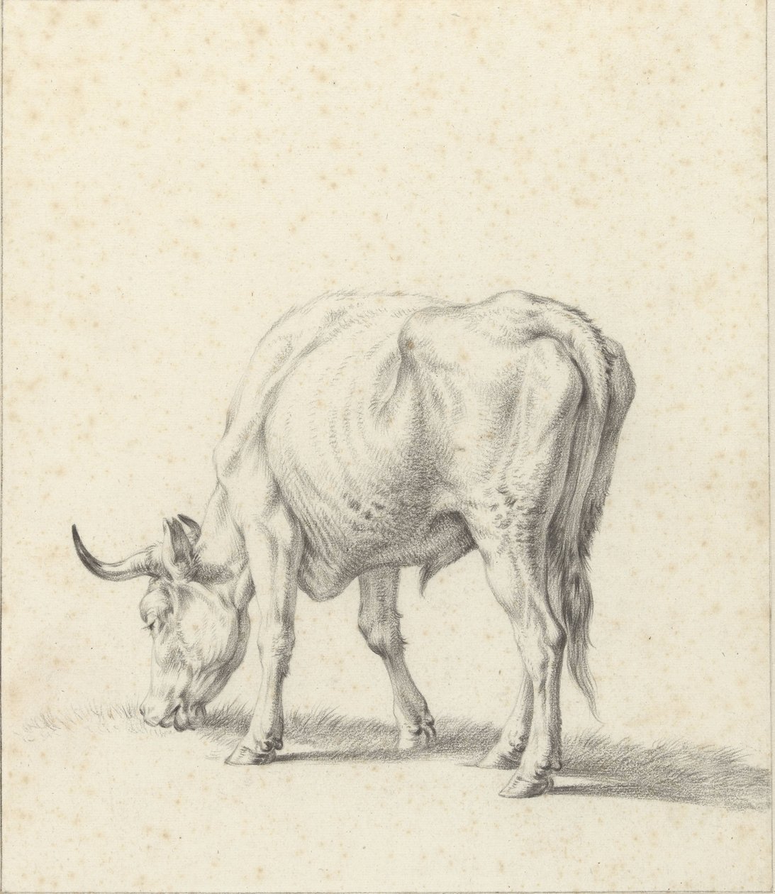 toro de pastoreo de Jan Kobell (II)