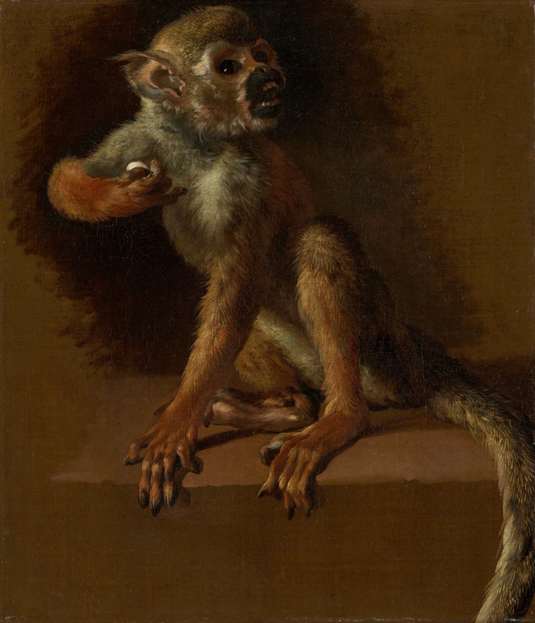 Un mono sentado de Jan Baptist Weenix