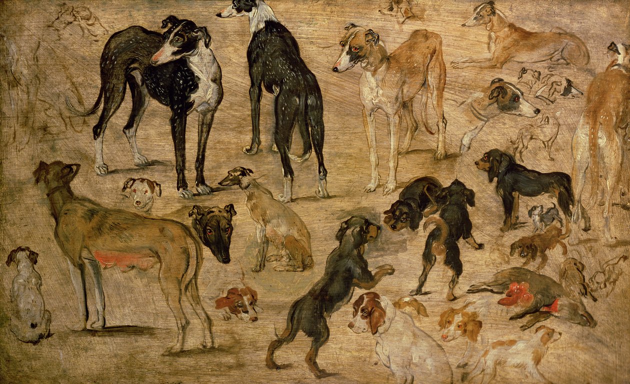 Estudio de sabuesos de Jan the Elder Brueghel