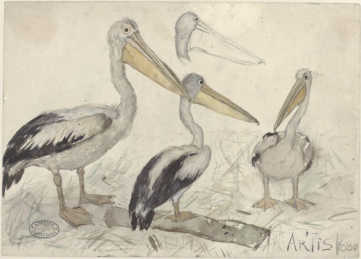 Pelícanos en el zoo de Artis de Jan van Essen
