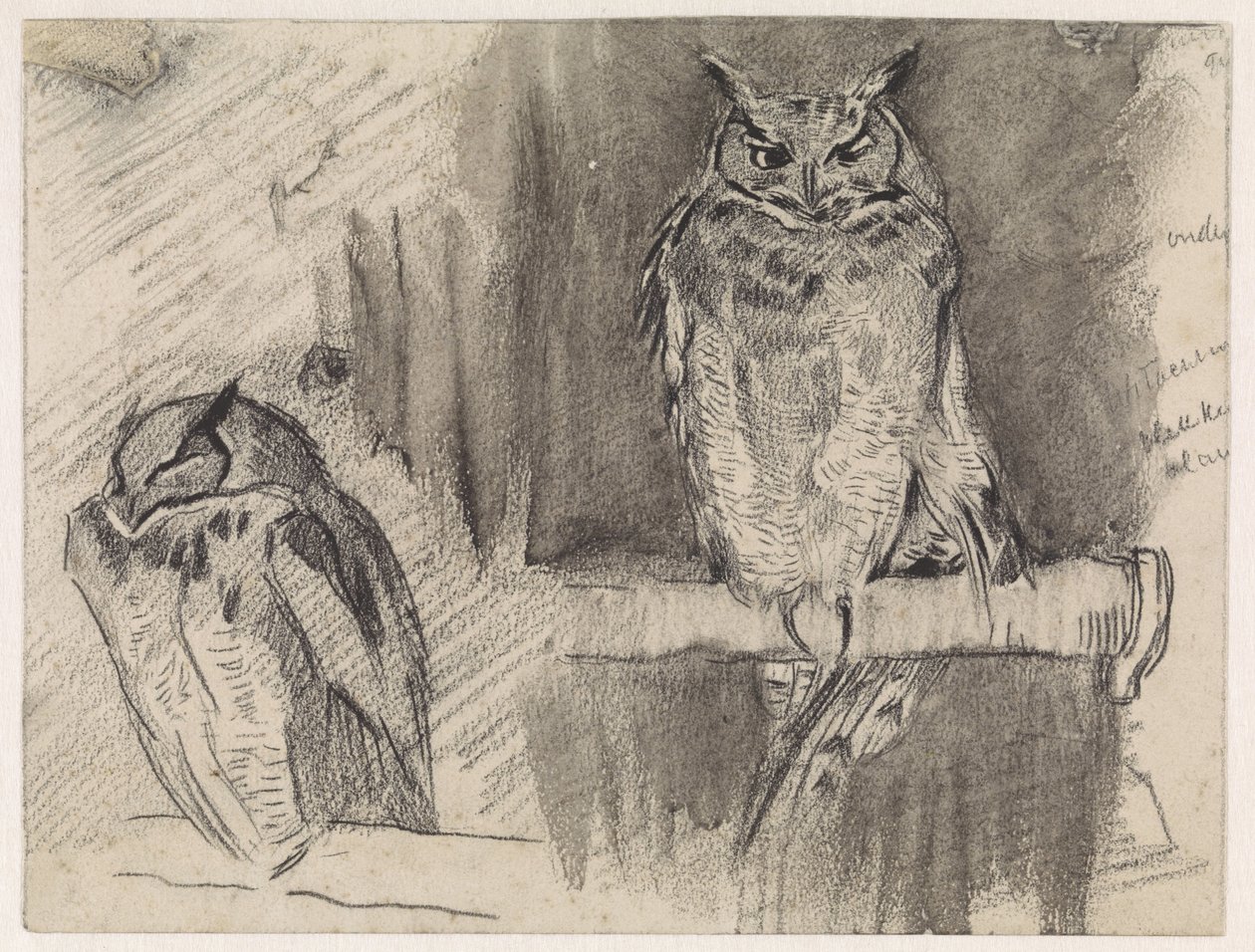Dos estudios de un búho de Jan van Essen