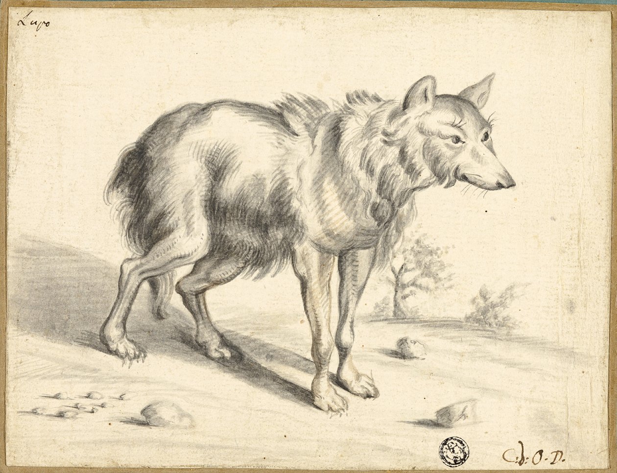 Lobo de Jan van Os