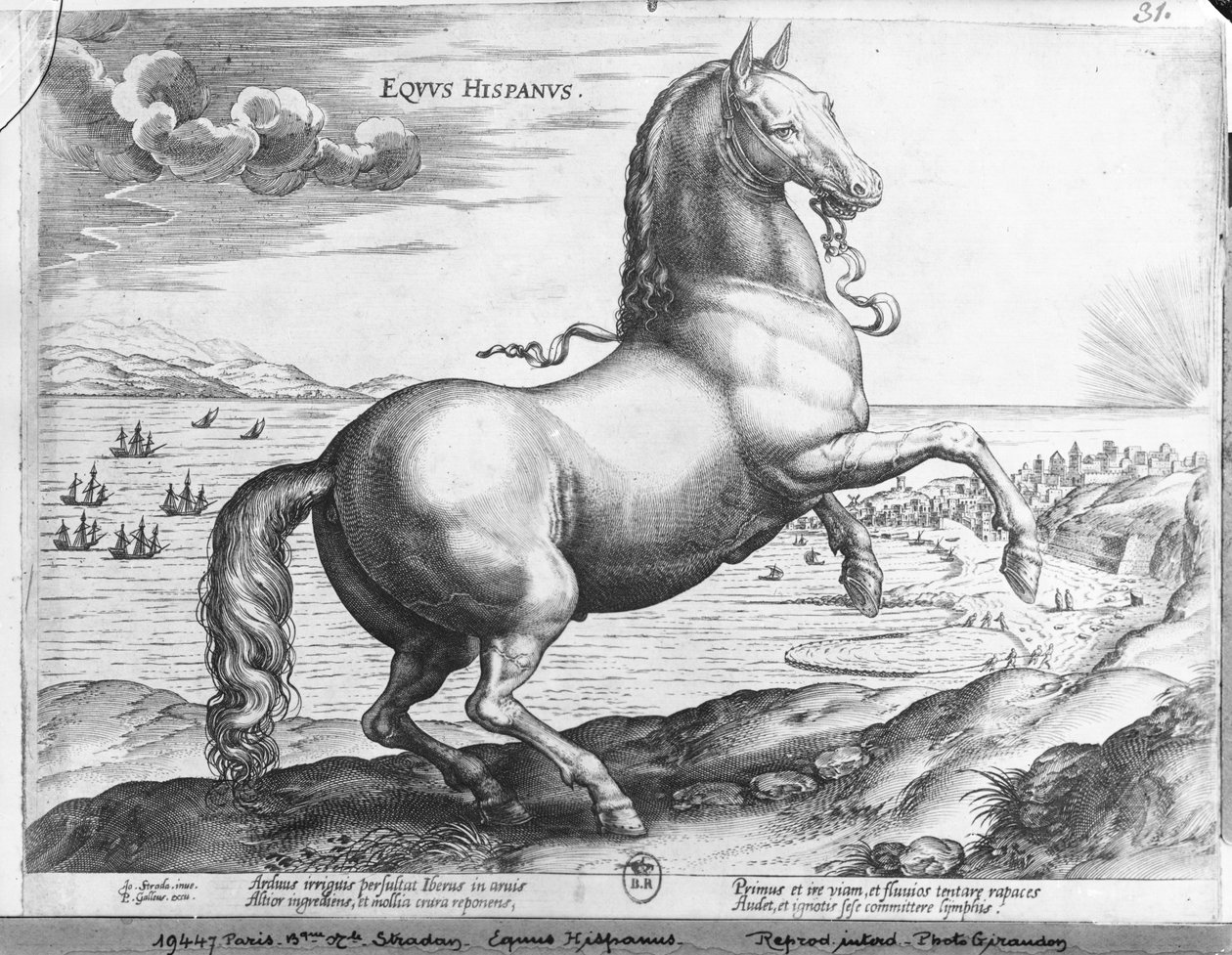 Equus Hispanus de Jan van der Straet