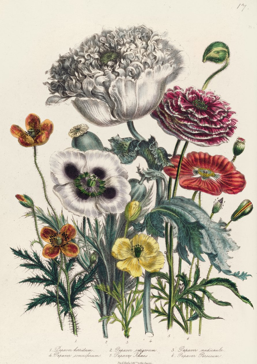 Amapolas, lámina 4 de 