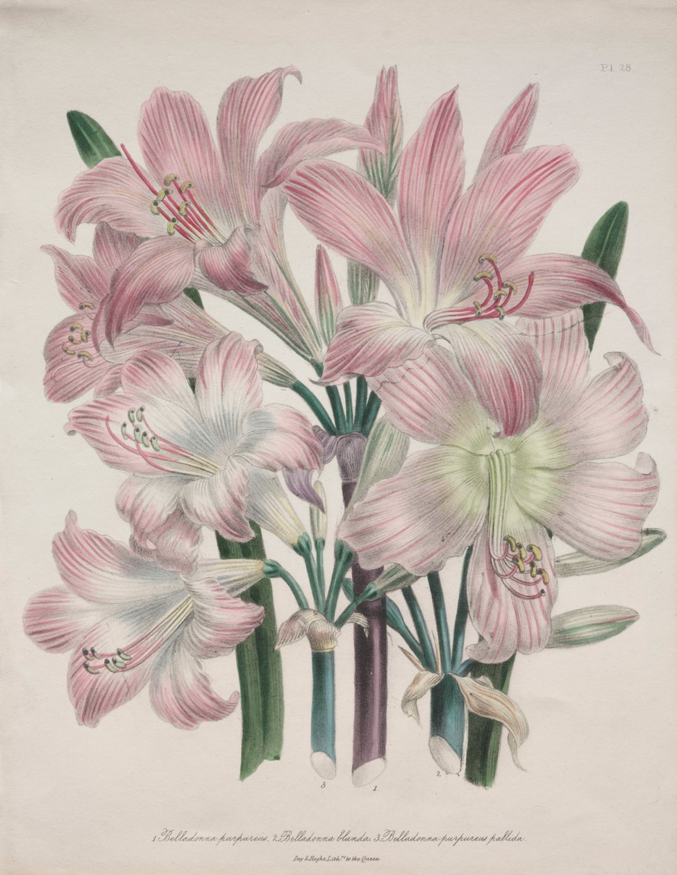 Lirio Belladona: Amaryllis belladonna de Jane Loudon