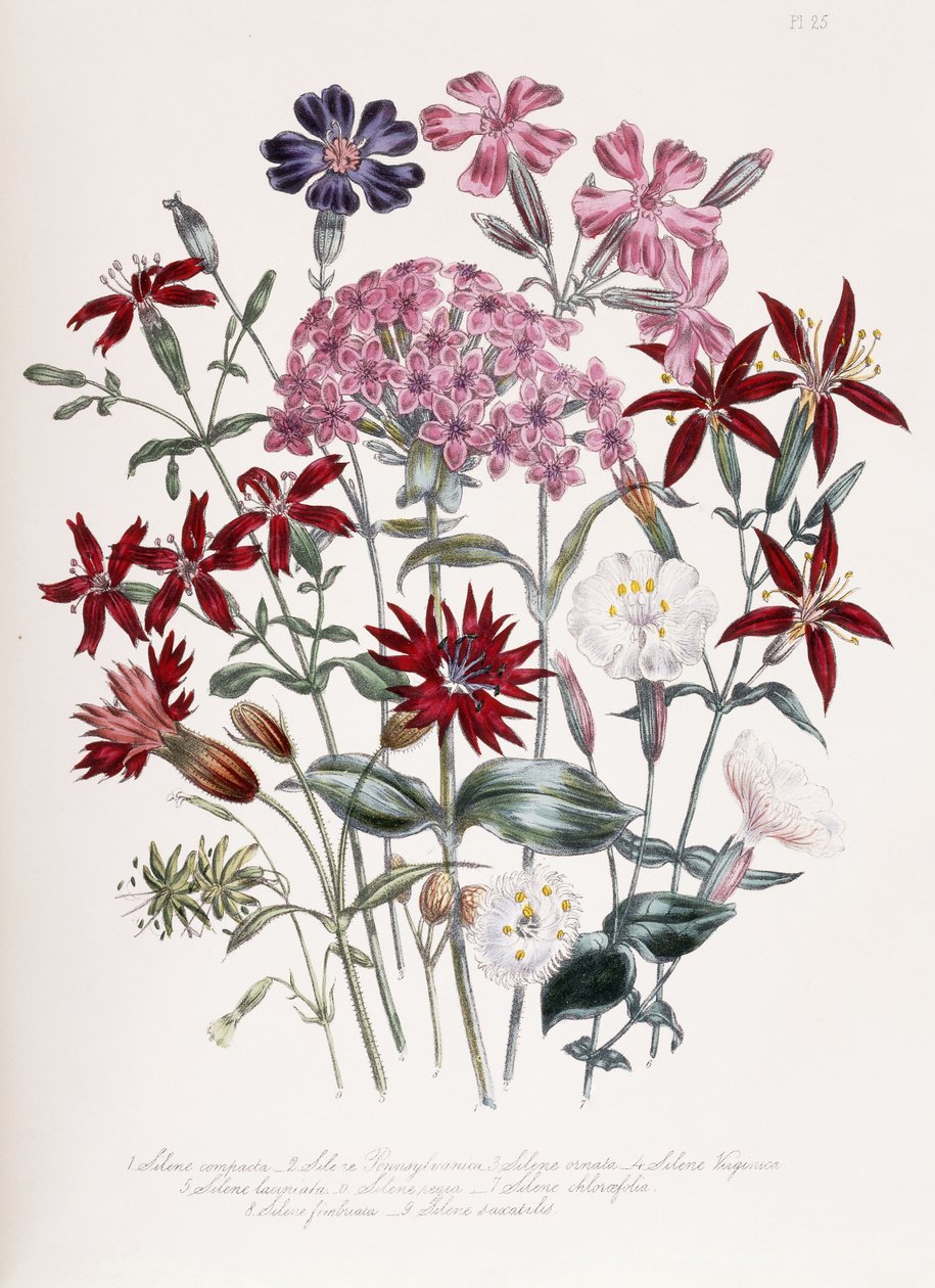 Silene de Jane Loudon