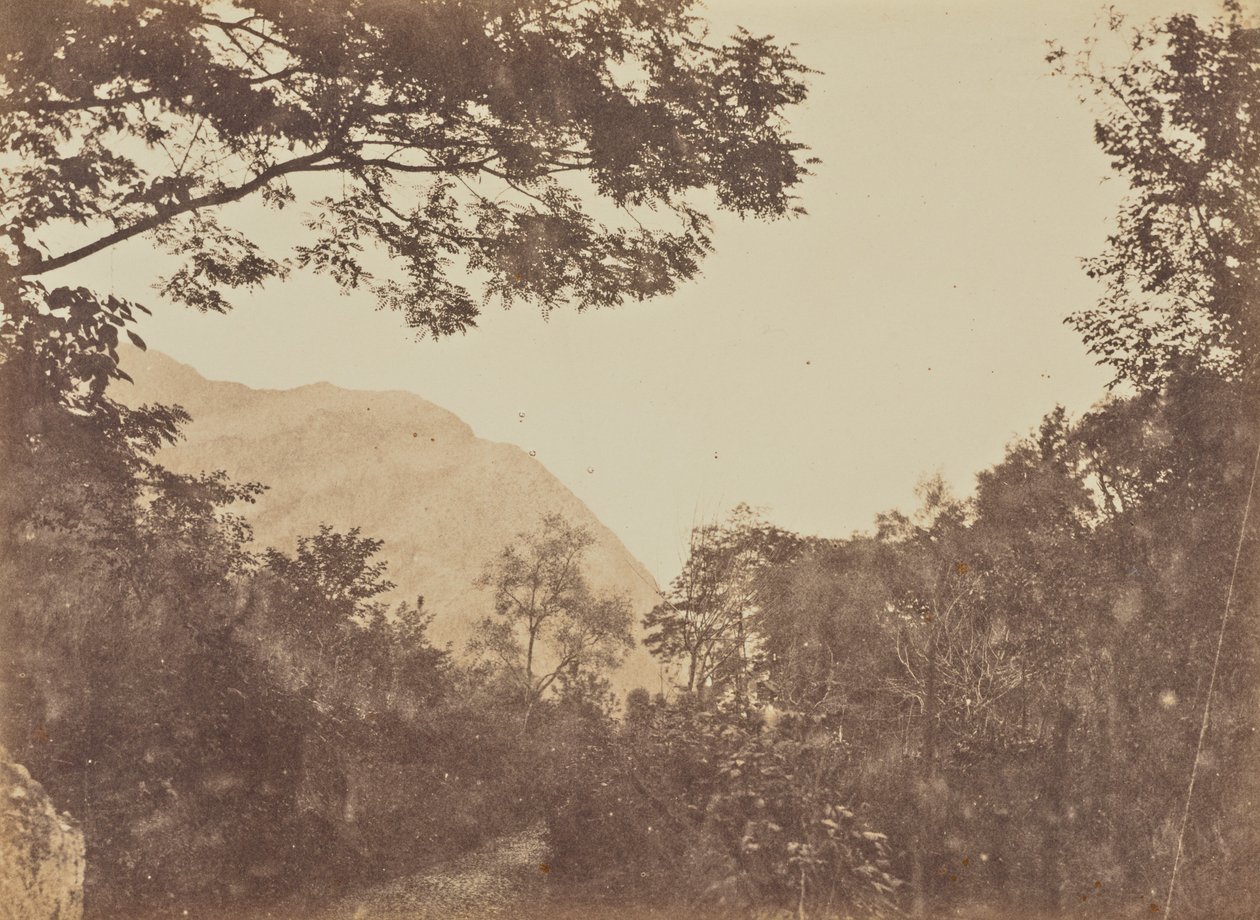 Acacia, Como de Jane Martha St. John
