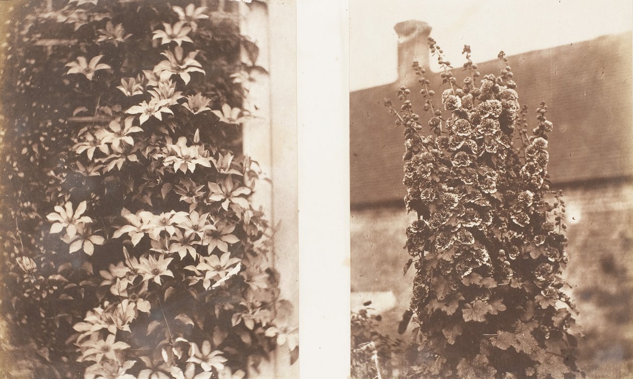 Clemátide Cerulea, Malvarrosas de Jane Martha St. John