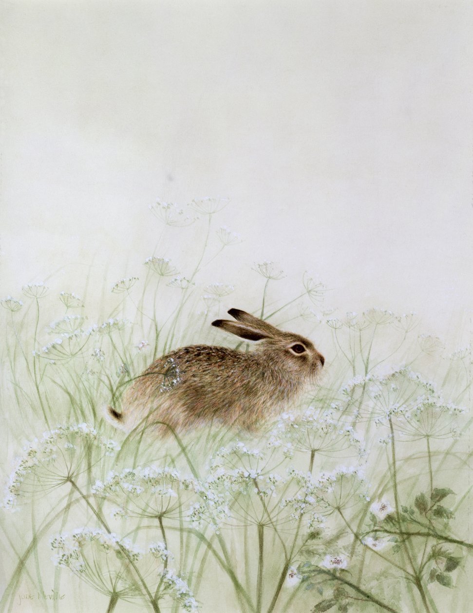 Conejo de Jane Neville