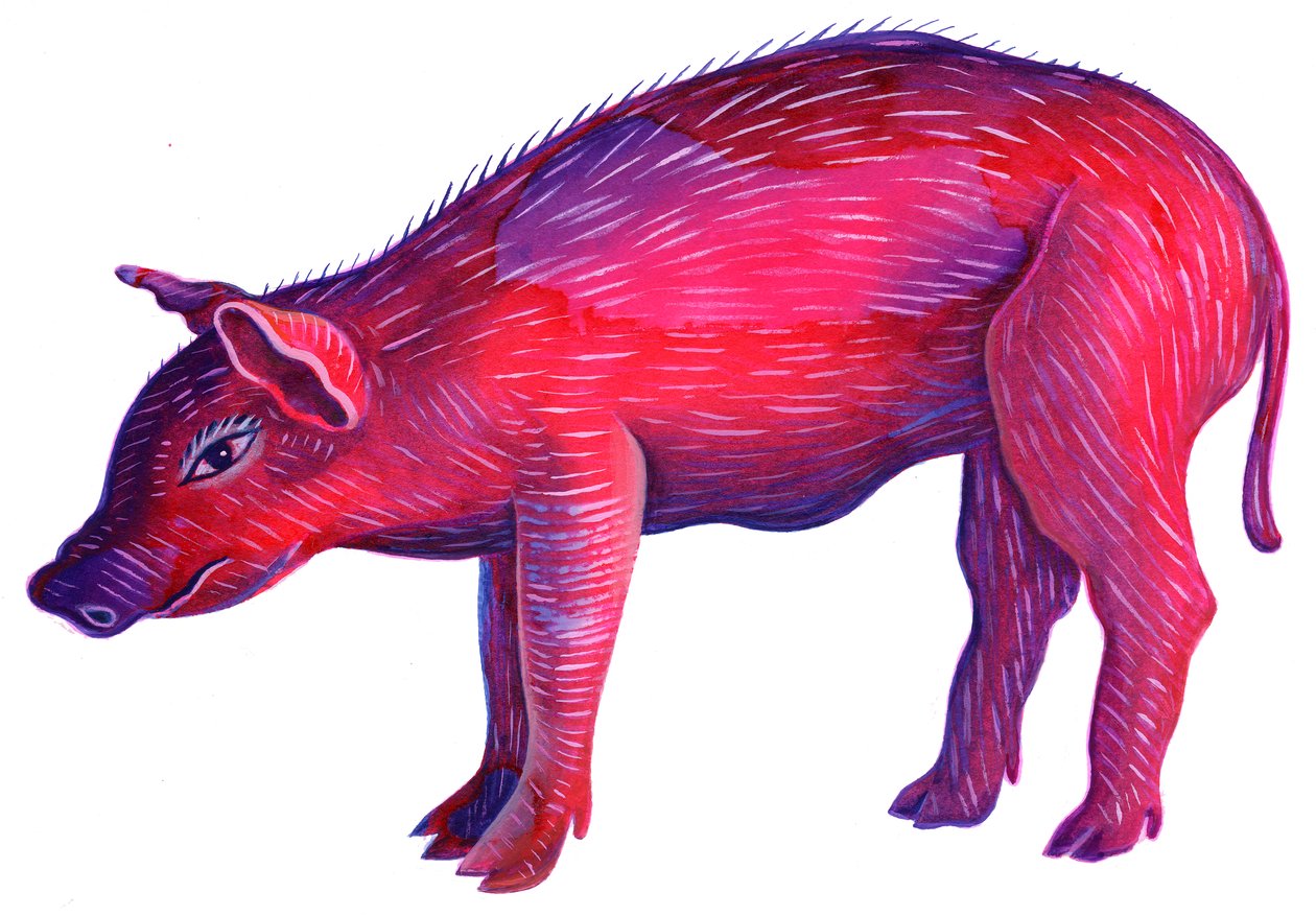 Cerdo de Jane Tattersfield