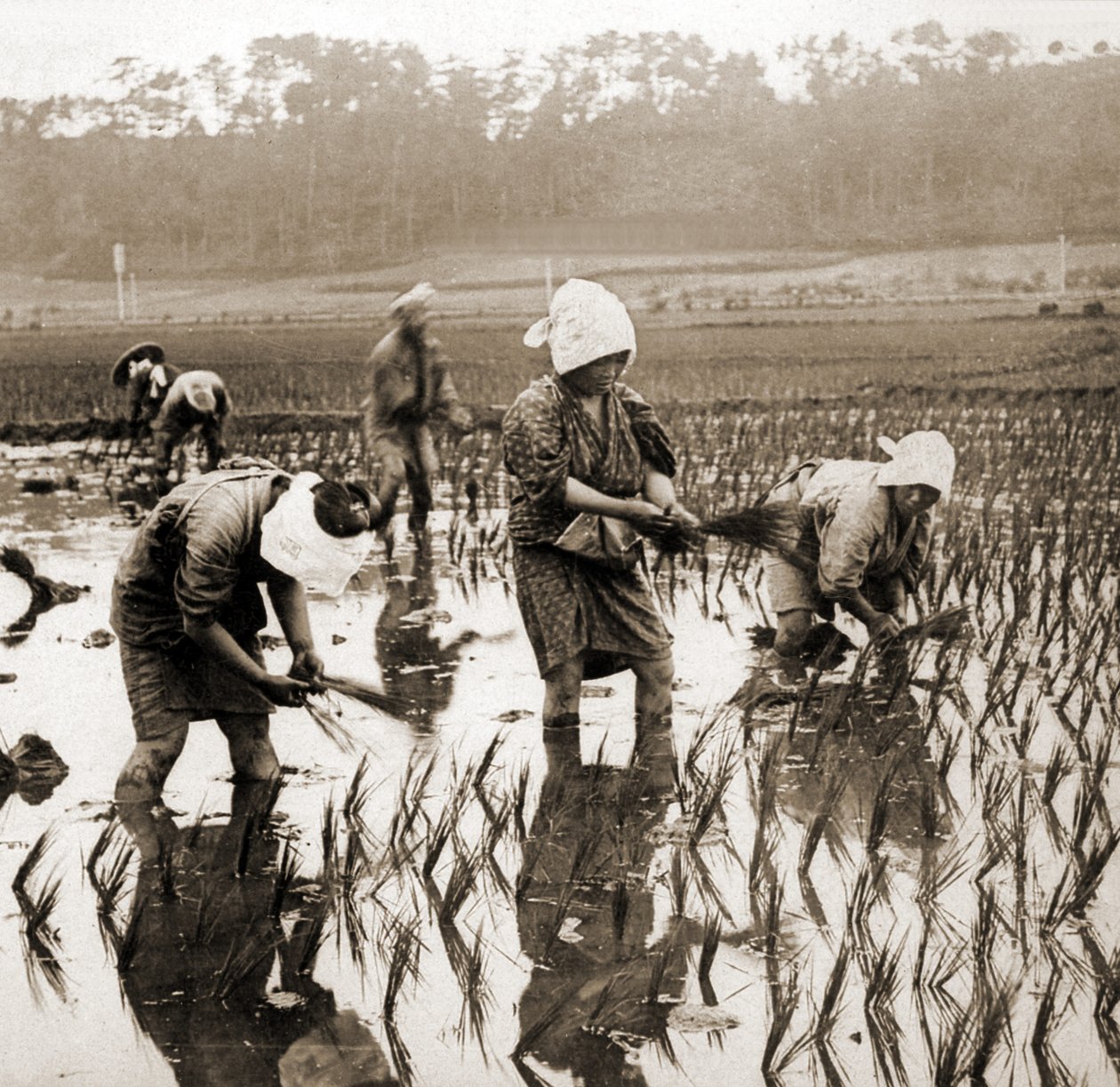 Mujeres plantando arroz en Japón, c.1900 de Japanese Photographer