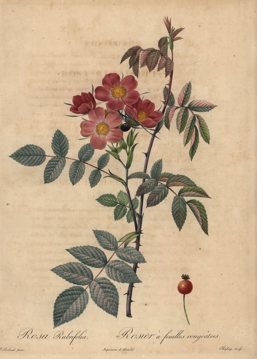 Rosa glauca de Jean Baptiste Chapuy