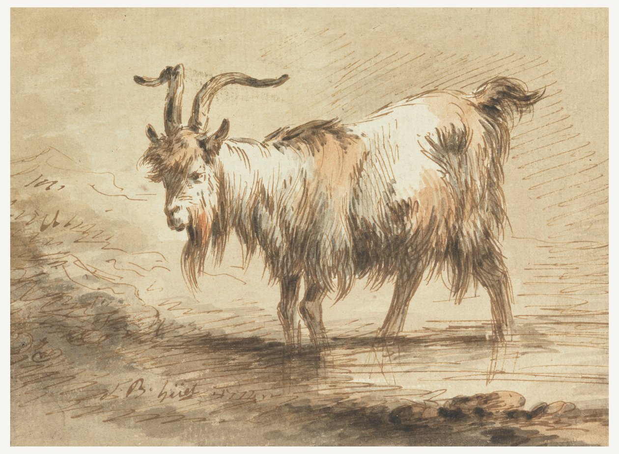 Estudio de una cabra de Jean Baptiste Huet
