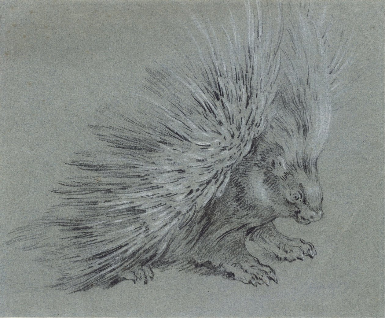 Puercoespín de Jean Baptiste Oudry