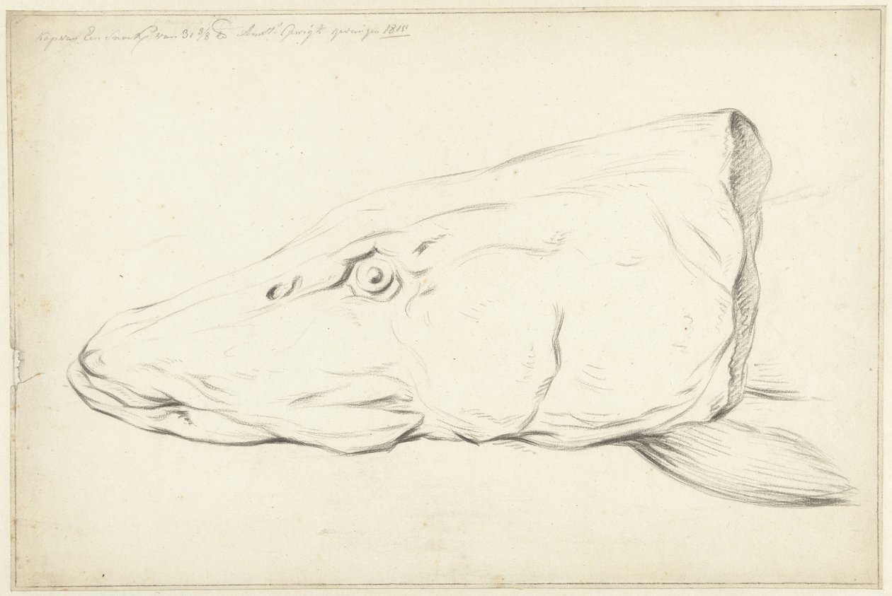 cabeza de lucio de Jean Bernard