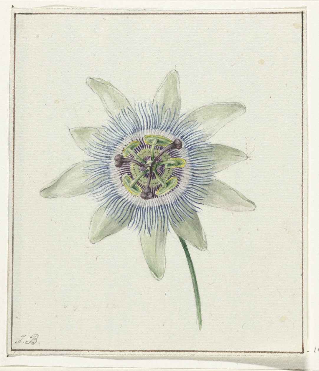 Flor de la pasión de Jean Bernard