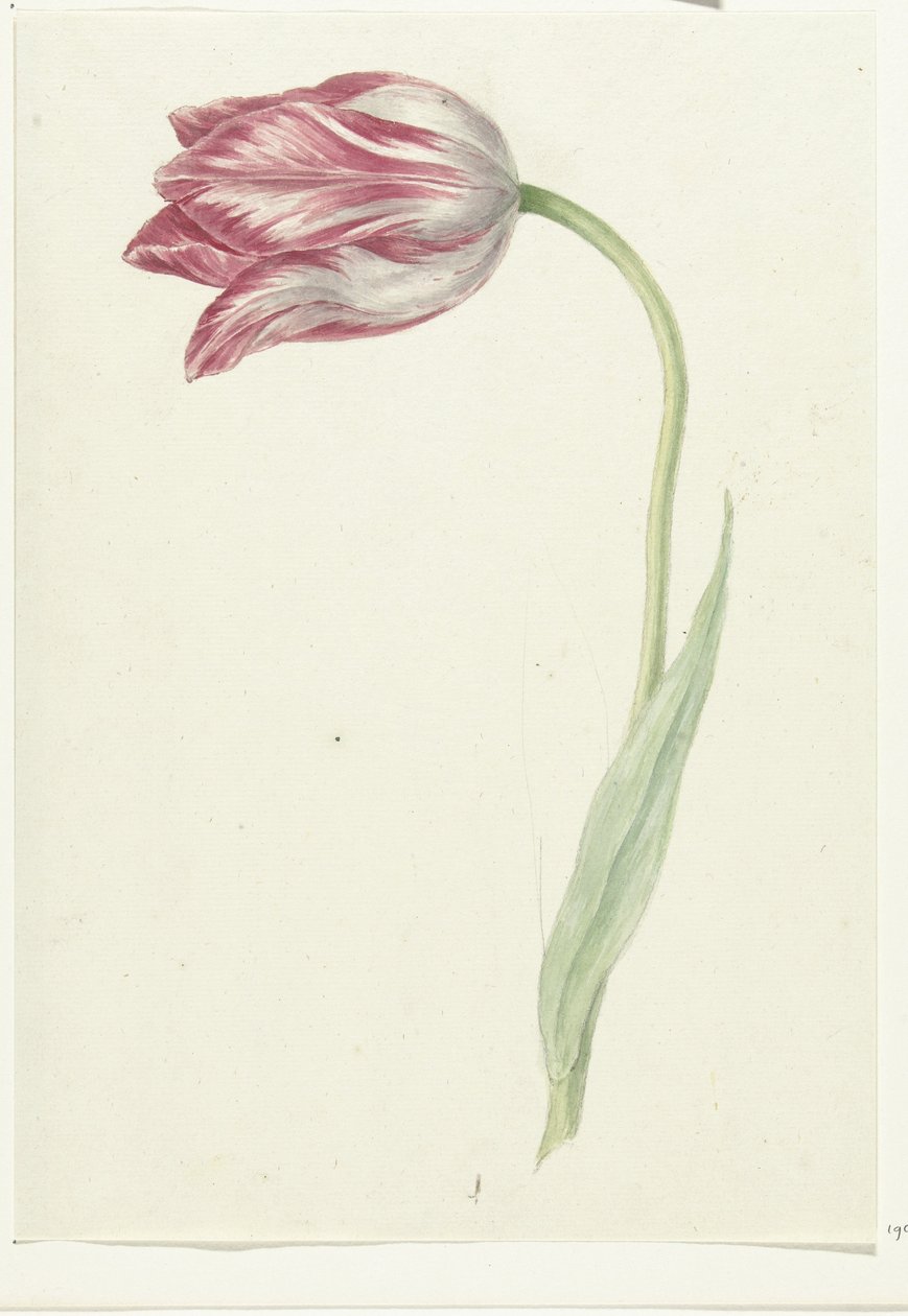 Tulipán rosa de Jean Bernard