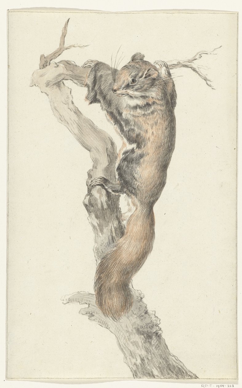 Ardilla voladora, en una rama de Jean Bernard