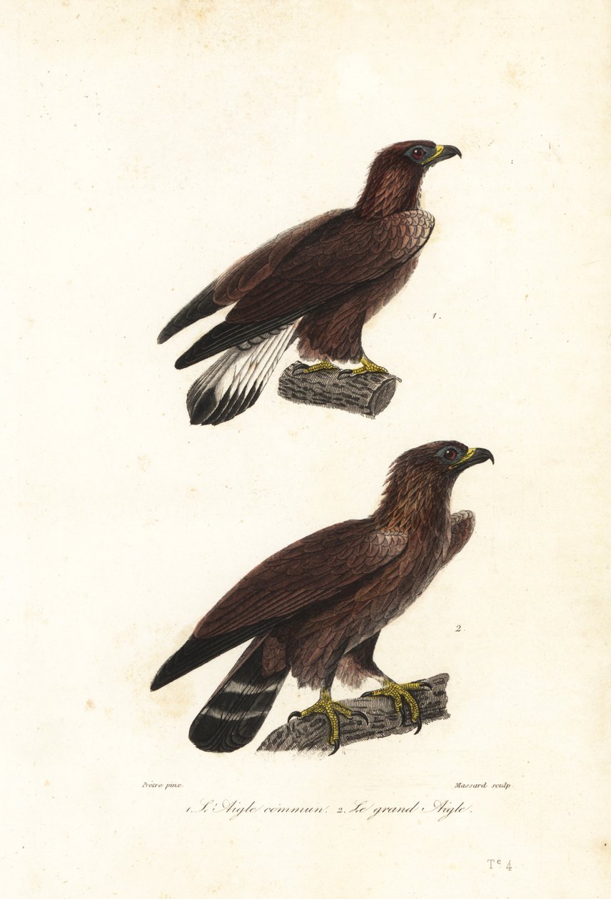 Águila real, Aquila chrysaetos. de Jean Gabriel (after) Pretre