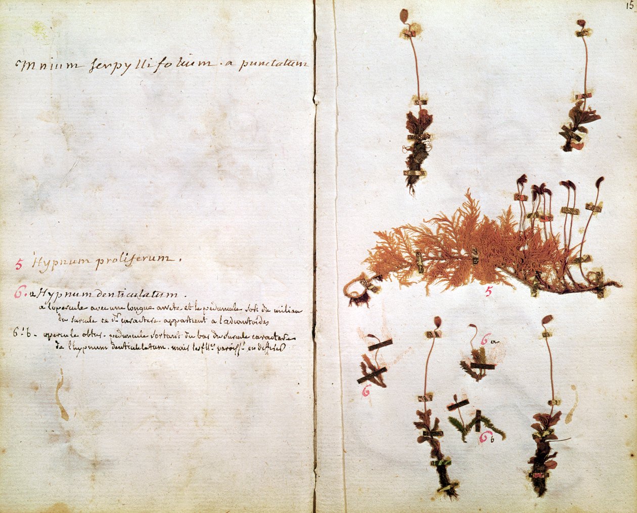 Página 15 de un Herbario de Jean Jacques Rousseau