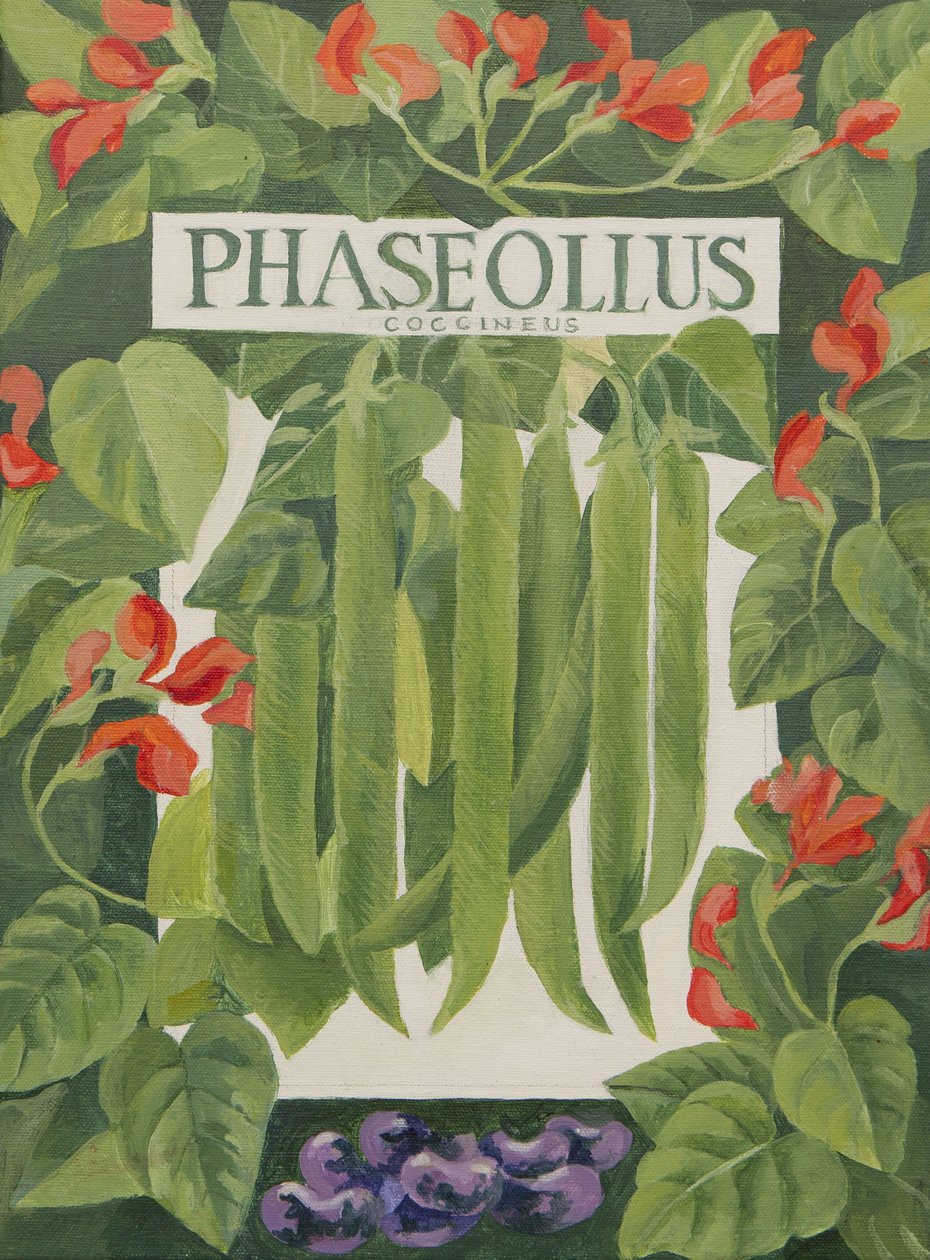 Phaseollus (judías verdes) (acrílico) de Jennifer Abbott