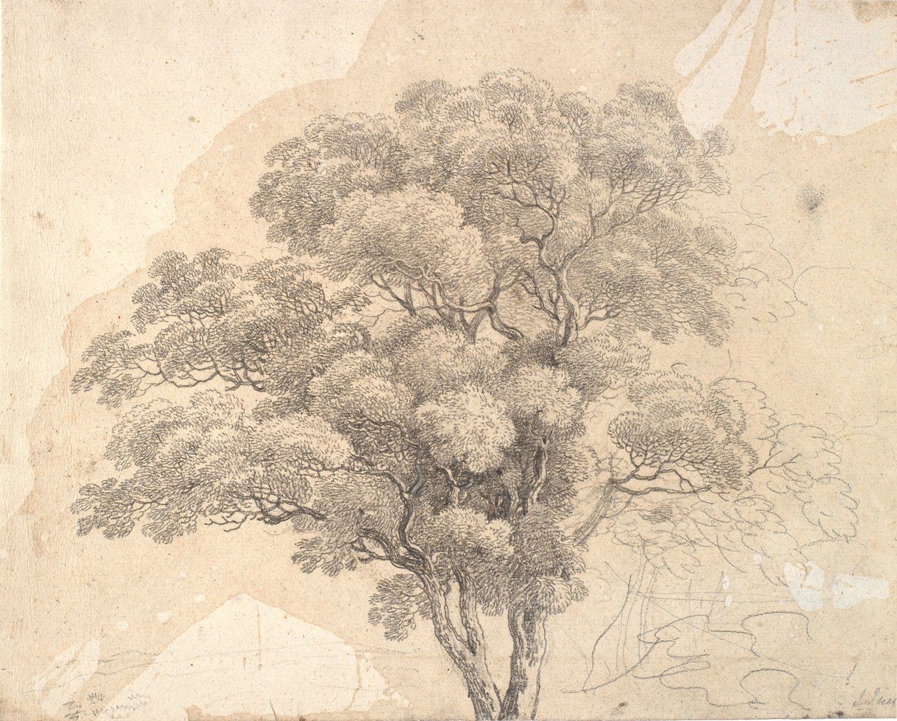 Estudio de copa de árbol de Jens Juel