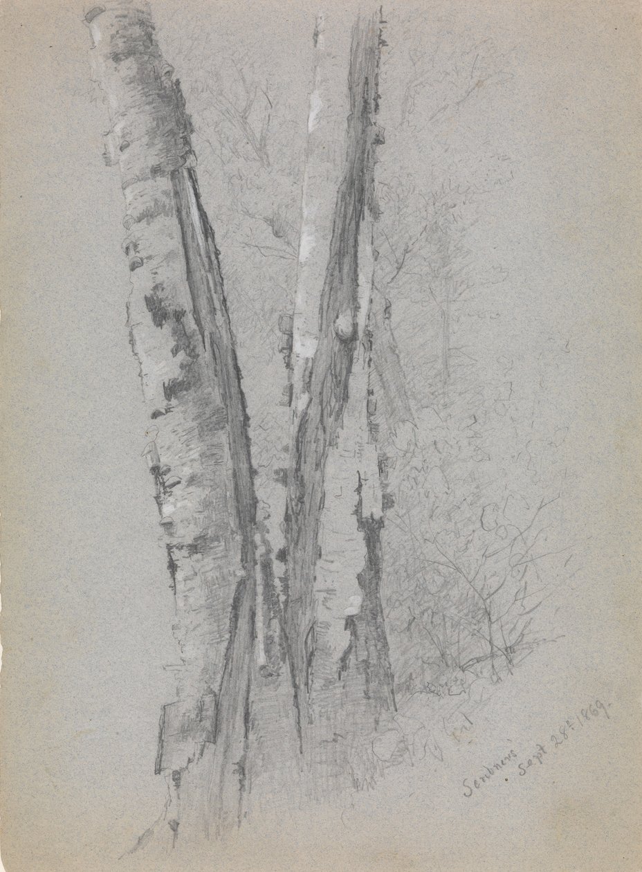 Estudio de troncos de abedul, 1869 de Jervis McEntee