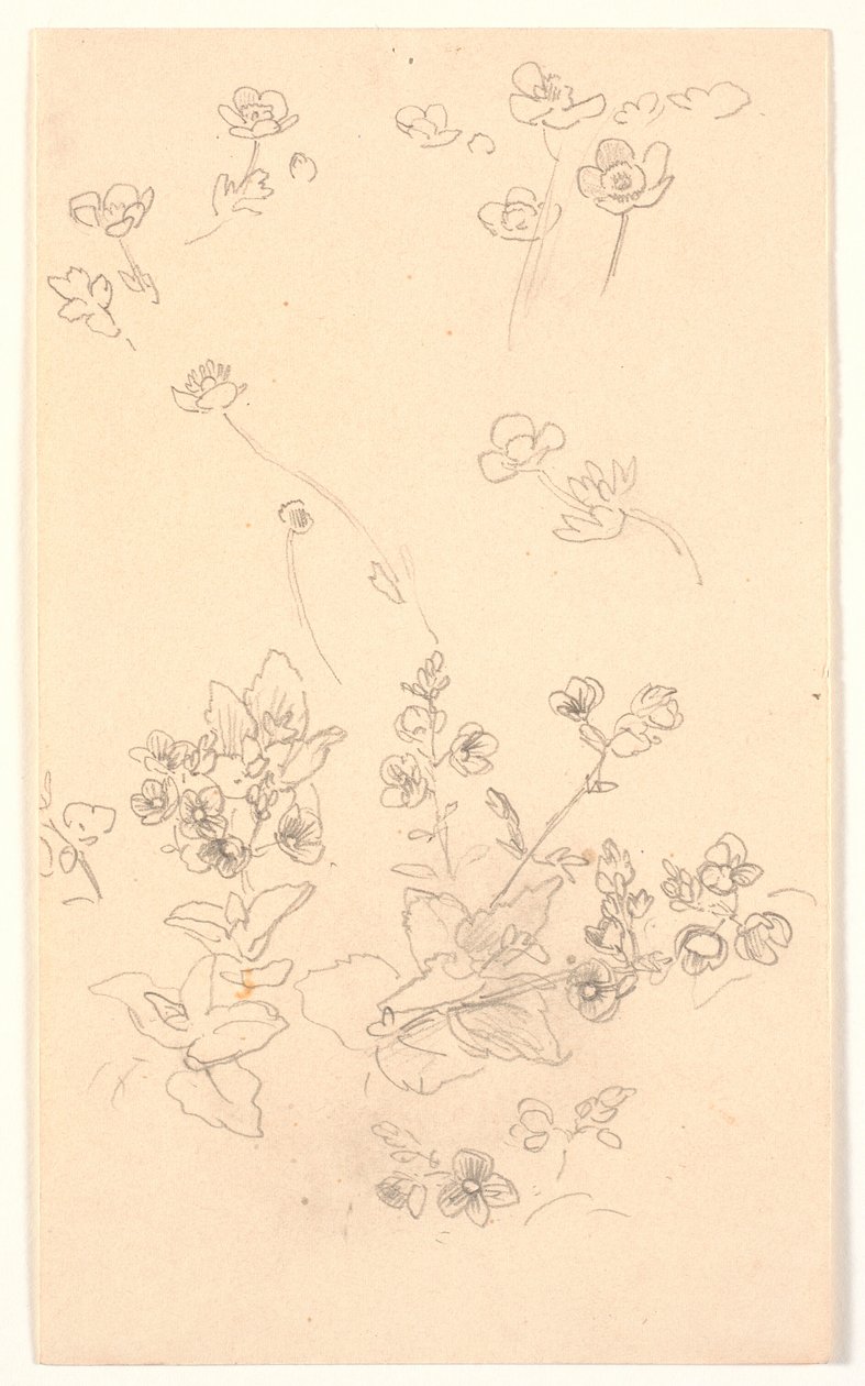 Estudios de flores de Joakim Frederik Skovgaard