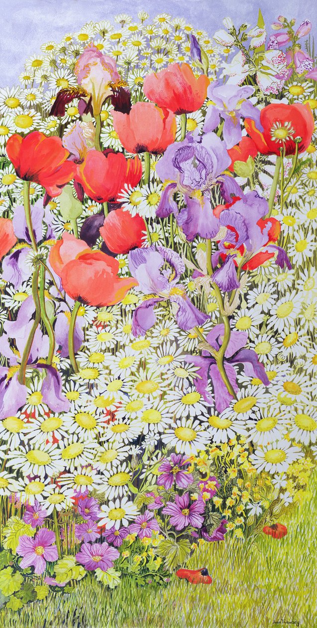 Conservación de flores silvestres; borde del jardín de Joan Thewsey