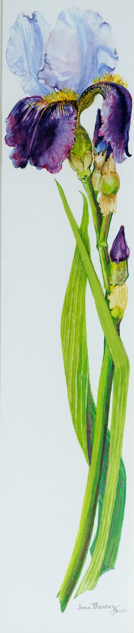 Iris con tres brotes de Joan Thewsey