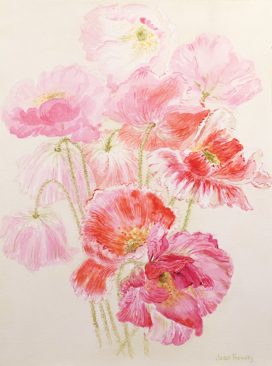 Amapolas Shirley de Joan Thewsey