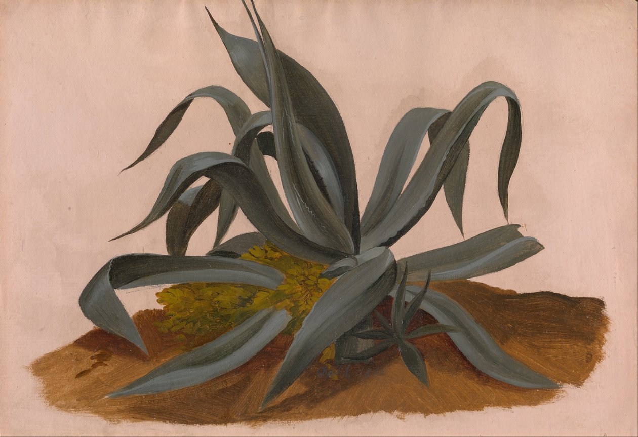 Estudio de un agave de Johan Christian Dahl