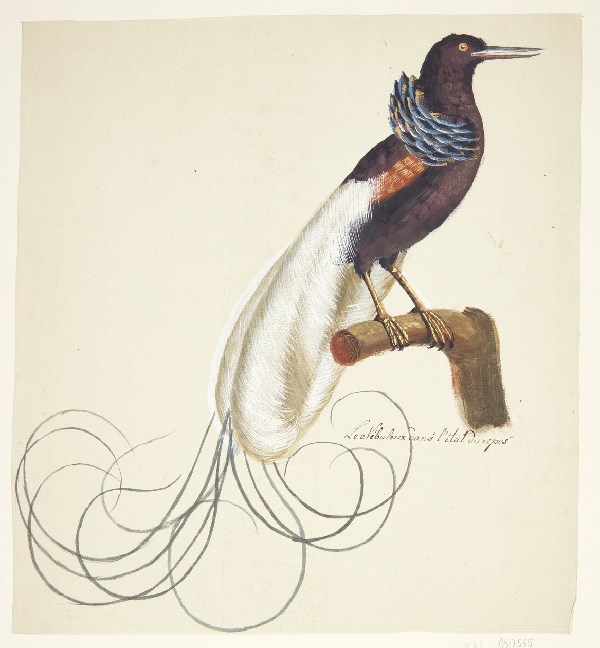 Pájaro exótico de Johan Christian Ernst Walter