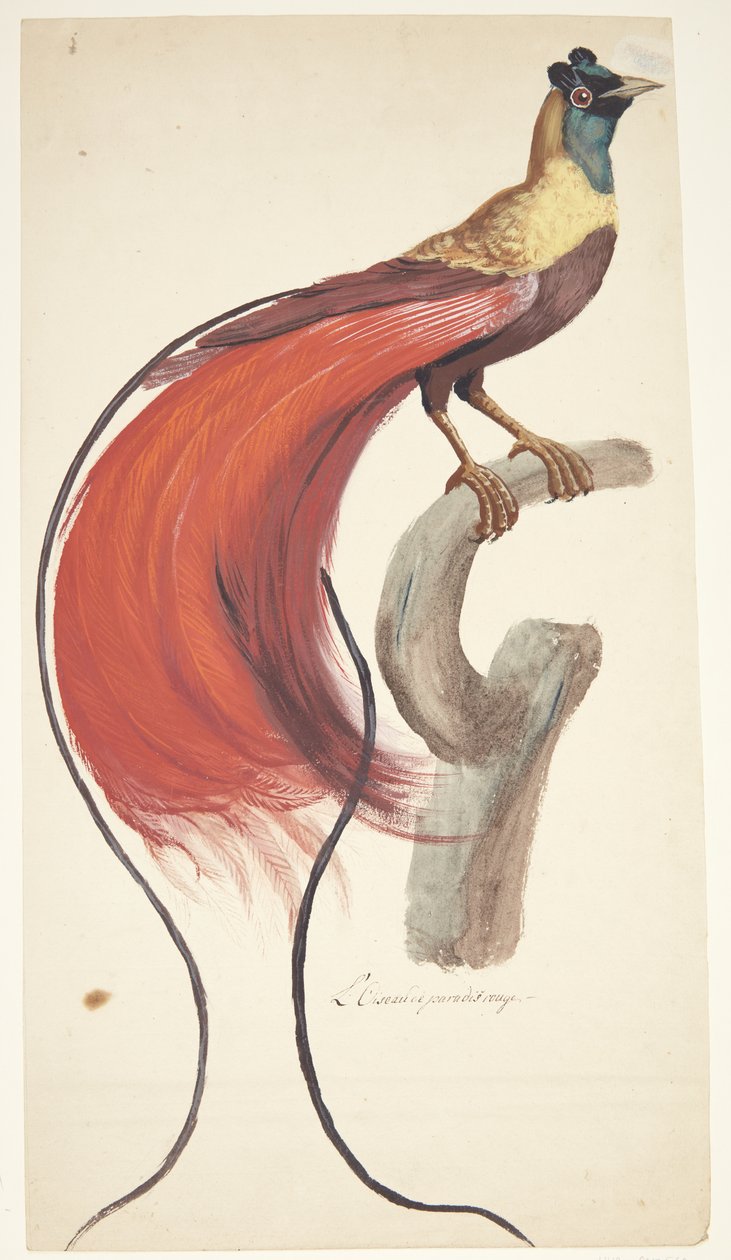 Pájaro exótico de Johan Christian Ernst Walter