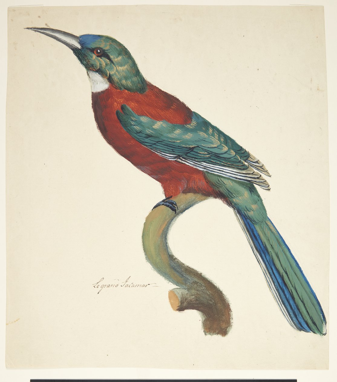 Pájaro exótico de Johan Christian Ernst Walter