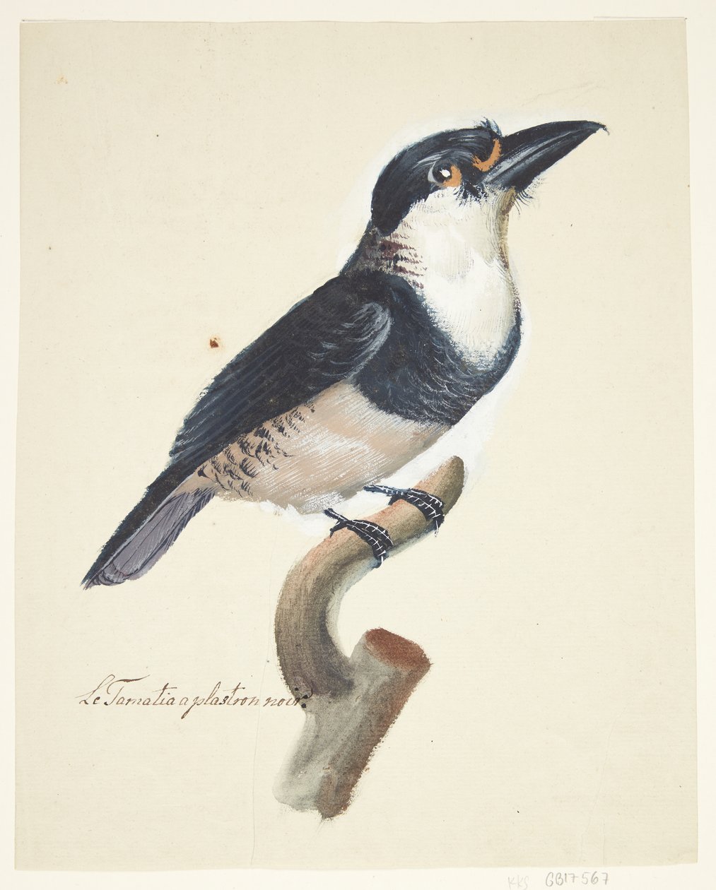Pájaro de Johan Christian Ernst Walter